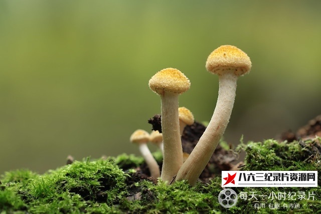中国大陆纪录片《采集部落》高清下载-八六三纪录片资源网