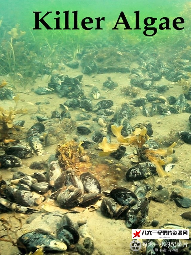 法国纪录片《杀手藻 Killer Algae》高清下载-八六三纪录片资源网