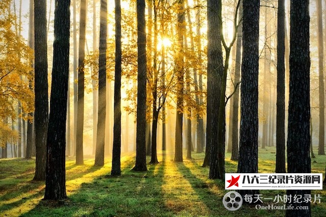 美国纪录片《森之秘境 Kingdom Of The Forest》高清下载-八六三纪录片资源网