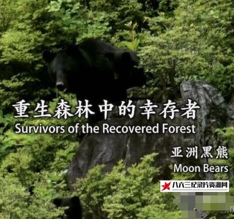 英国纪录片《重生森林中的幸存者——亚洲黑熊 Survivors of the Recovered Forest Moon Bears》高清下载-八六三纪录片资源网