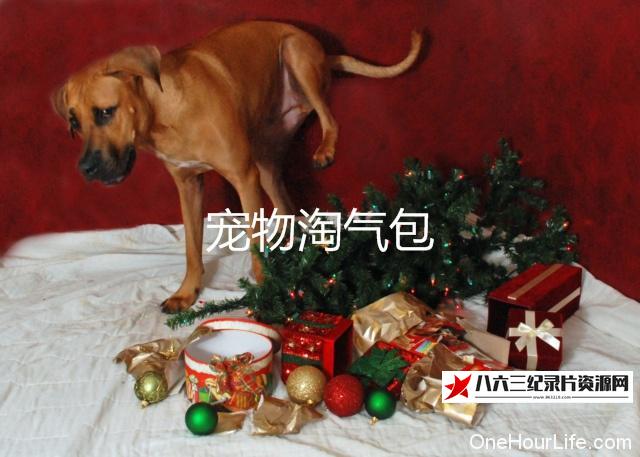 美国纪录片《宠物淘气包》高清下载-八六三纪录片资源网