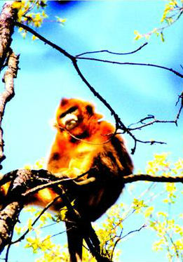 中国大陆纪录片《大山的精灵》高清下载-八六三纪录片资源网