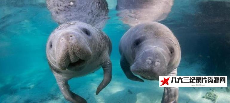 中国纪录片《海牛汉密尔顿历险记 Hamilton’s Journey: Manatees in a New Light》高清下载-八六三纪录片资源网