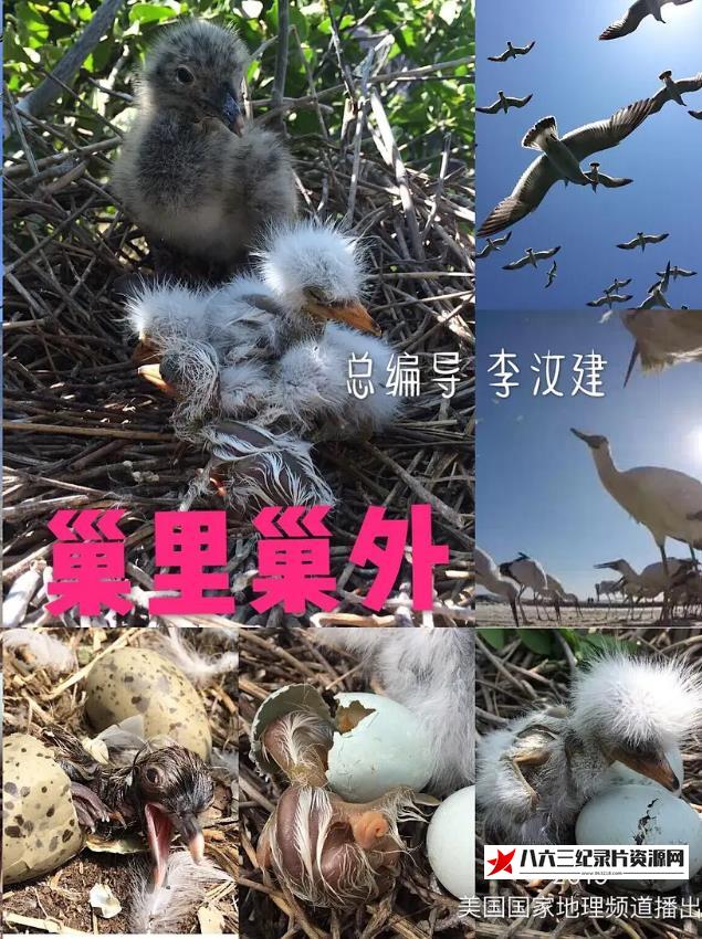 中国大陆纪录片《巢里巢外》高清下载-八六三纪录片资源网