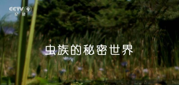 中国纪录片《虫族的秘密世界》高清下载-八六三纪录片资源网