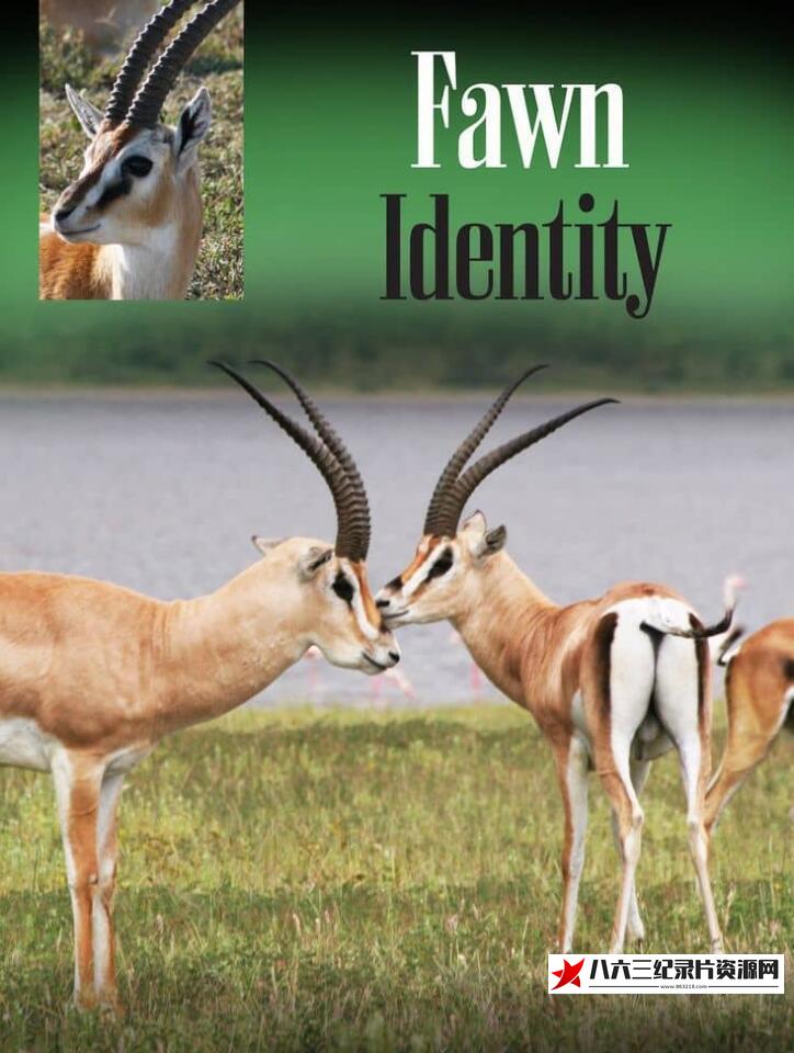 美国纪录片《非洲小鹿 Fawn Identity》高清下载-八六三纪录片资源网
