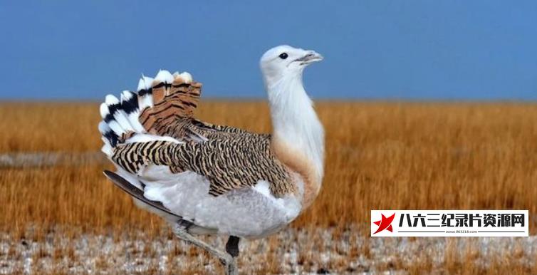 中国纪录片《图牧吉的等待》高清下载-八六三纪录片资源网