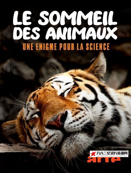 法国纪录片《大自然中的睡眠 Le sommeil des animaux》高清下载-八六三纪录片资源网