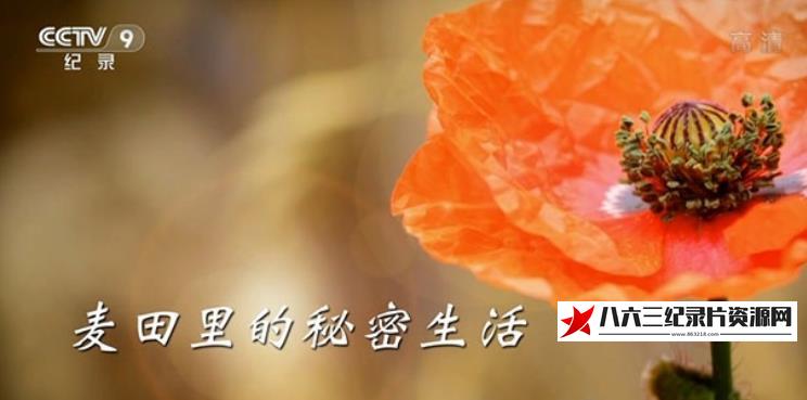 中国大陆纪录片《麦田里的秘密生活》高清下载-八六三纪录片资源网