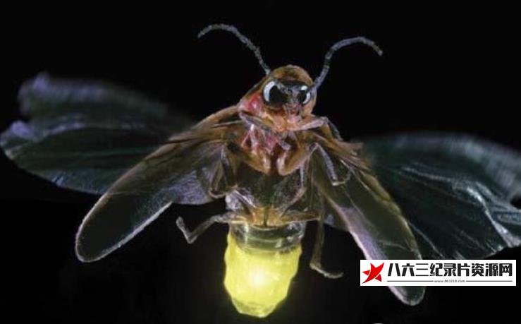 中国大陆纪录片《萤火虫》高清下载-八六三纪录片资源网