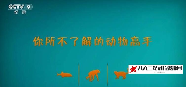 中国纪录片《你所不了解的动物高手》高清下载-八六三纪录片资源网