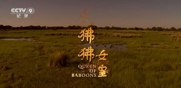 中国大陆纪录片《狒狒女皇 Queen of the Baboons》高清下载-八六三纪录片资源网