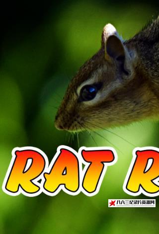 激烈的竞争 Rat Race的海报