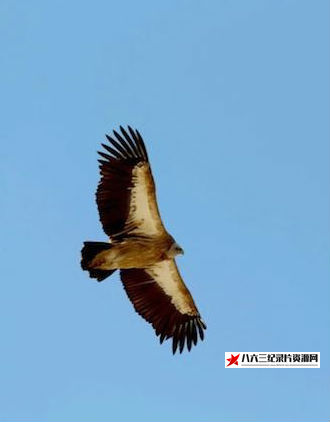 亚洲丧葬风俗 Funeral Custom in Asia的海报