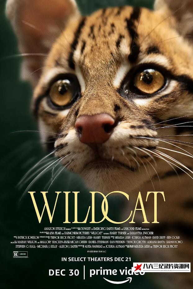 美国纪录片《野猫 Wildcat》高清下载-八六三纪录片资源网