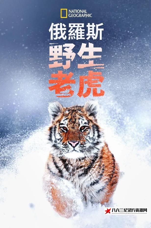 美国纪录片《俄罗斯野生老虎 Russia's Wild Tiger》高清下载-八六三纪录片资源网