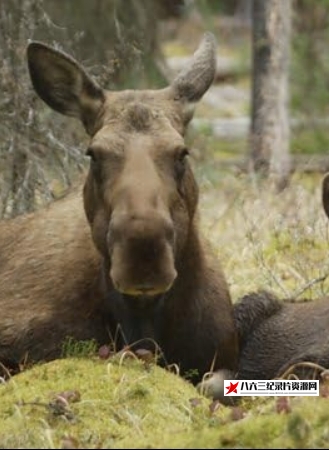 英国纪录片《与驼鹿家庭同行 Meet the Moose Family》高清下载-八六三纪录片资源网