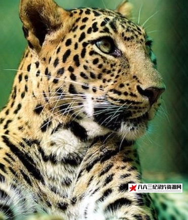 英国纪录片《花豹：21世纪大猫 Natural World - Leopards: 21st Century Cats》高清下载-八六三纪录片资源网