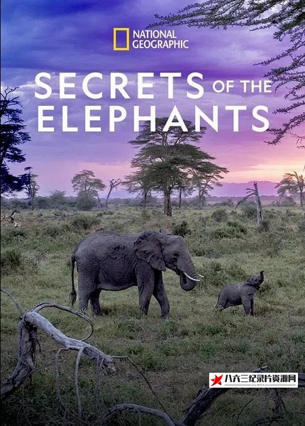 美国纪录片《大象的秘密 Secrets of the Elephants》高清下载-八六三纪录片资源网