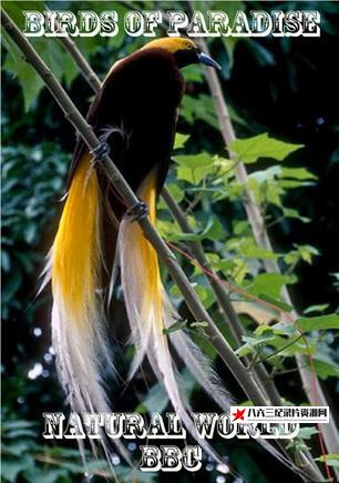 英国纪录片《天堂之鸟 Birds of Paradise》高清下载-八六三纪录片资源网