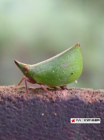 日本纪录片《昆虫变身秀 Mimic Treehoppers》高清下载-八六三纪录片资源网