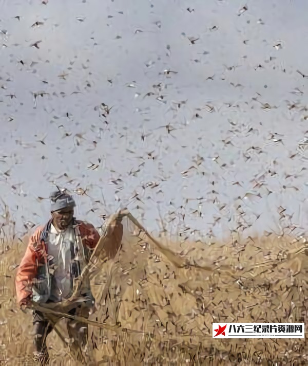 中国大陆纪录片《牧鸡治蝗 牧鸡治蝗》高清下载-八六三纪录片资源网