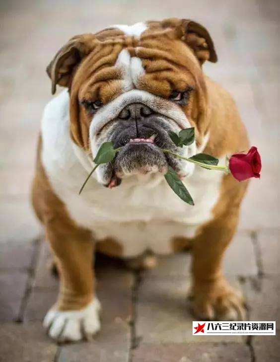 英国纪录片《拯救英国斗牛犬 Saving the British Bulldog》高清下载-八六三纪录片资源网