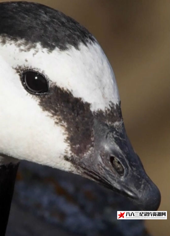 中国大陆纪录片《生命之旅2017 生命之旅2017》高清下载-八六三纪录片资源网