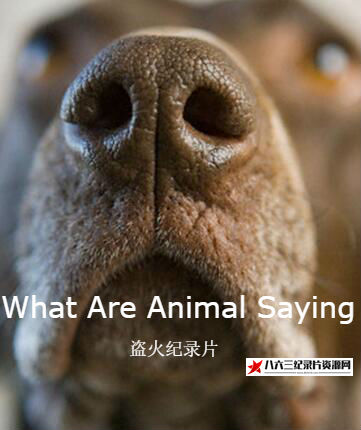 动物妙语 What Are Animal Saying的海报