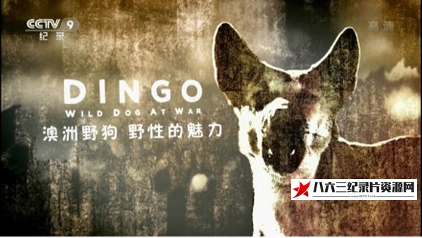 纪录片《澳洲野狗：野性的魅力 Dingo: Wild Dog at Wa》高清下载-八六三纪录片资源网
