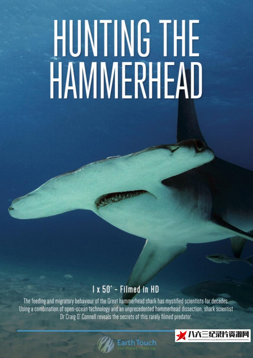 美国纪录片《探秘无沟双髻鲨 Hunting the Hammerhead》高清下载-八六三纪录片资源网