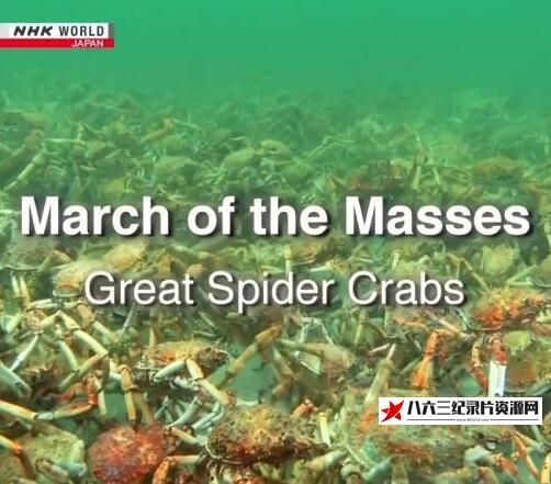 日本纪录片《蜘蛛蟹军团 March of the Masses: Great Spider Crabs》高清下载-八六三纪录片资源网