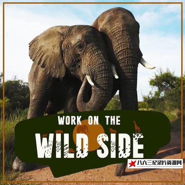 野生大营救 第一季 Work on the Wild Side Season 1的海报