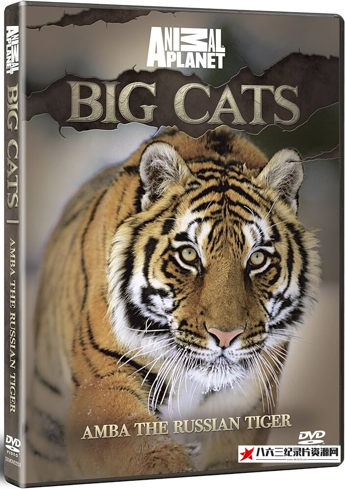 美国纪录片《安巴：俄罗斯之虎 Amba: The Russian Tiger》高清下载-八六三纪录片资源网