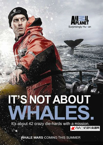 鲸鱼大战 第三季 Whale Wars Season 3/护鲸大战的海报