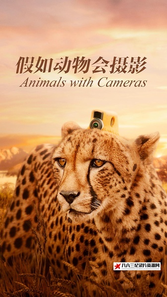 英国纪录片《假如动物会摄影 三集全 Animals with Cameras》高清下载-八六三纪录片资源网