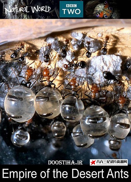 英国纪录片《自然世界：蚂蚁帝国 The Nature World: Empire of the Ants》高清下载-八六三纪录片资源网