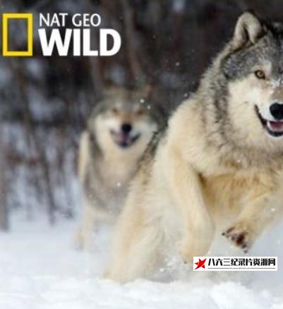 美国纪录片《荒野远征：狼群探索/走进狼群 Inside The Wolf Pack》高清下载-八六三纪录片资源网