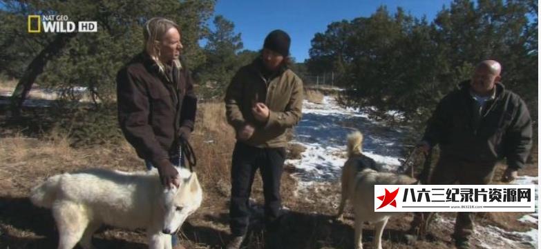 美国纪录片《荒野远征：巨狼  America The Wild: Monster Wolf》高清下载-八六三纪录片资源网