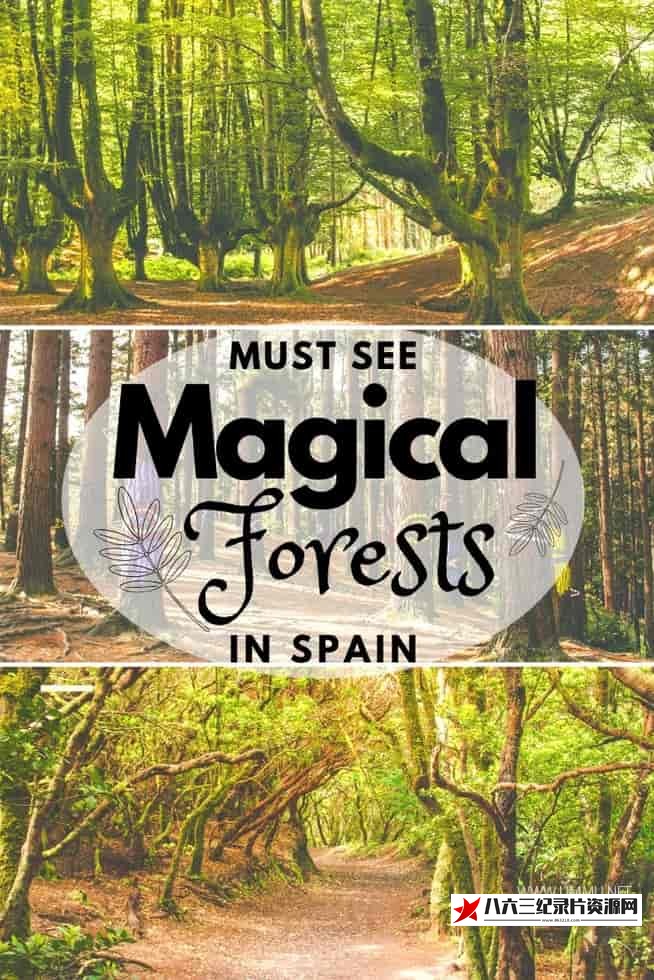 西班牙纪录片《西班牙的神奇森林 The Magic Forest of Spain》高清下载-八六三纪录片资源网