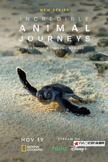 美国纪录片《生灵奇旅/不可思议的动物之旅 第1季 Incredible Animal Journeys》高清下载-八六三纪录片资源网