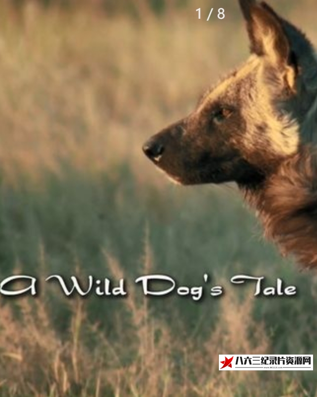 美国纪录片《野狗的传奇故事 A Wild Dog's Tale》高清下载-八六三纪录片资源网