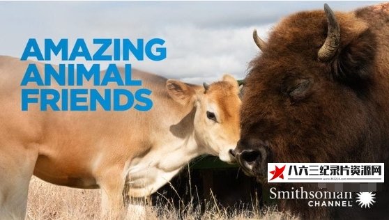 加拿大纪录片《神奇的动物朋友 Amazing Animal Friends》高清下载-八六三纪录片资源网