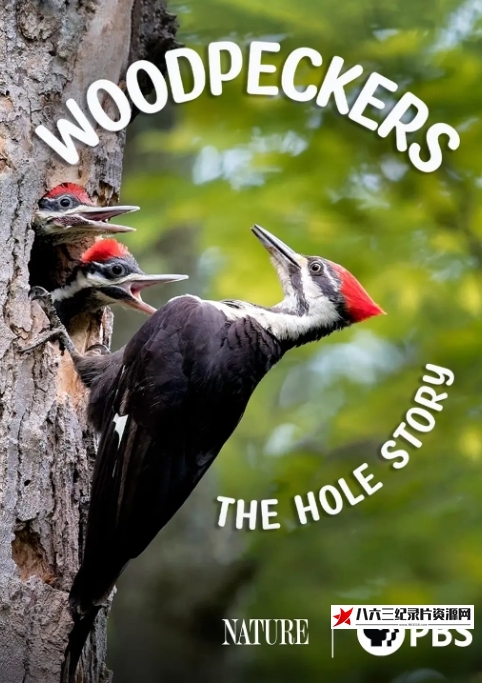 美国纪录片《啄木鸟：洞的故事 Woodpeckers: The Hole Story 2022》高清下载-八六三纪录片资源网