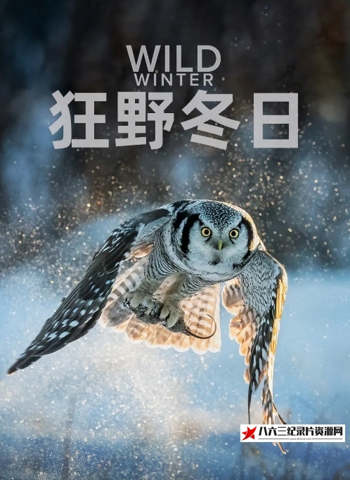 澳大利亚纪录片《狂野冬日 Wild Winter 2024》高清下载-八六三纪录片资源网