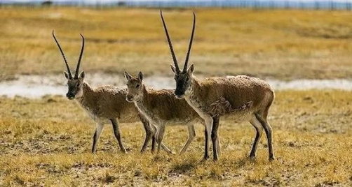 中国大陆纪录片《藏羚羊 Tibetan Antelope 2022》高清下载-八六三纪录片资源网