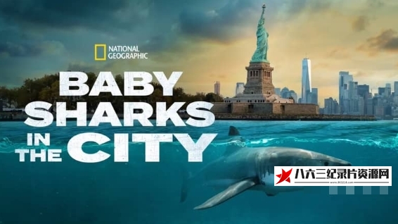 美国纪录片《城市中的鲨鱼宝宝 Baby Sharks in the City》高清下载-八六三纪录片资源网