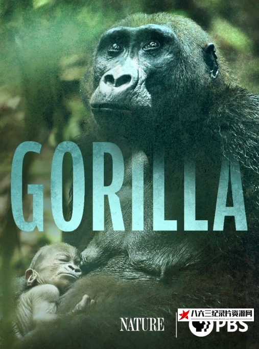 美国纪录片《大猩猩 Gorilla》高清下载-八六三纪录片资源网