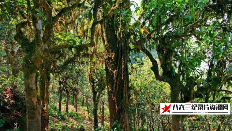 中国大陆纪录片《布朗山 2022》高清下载-八六三纪录片资源网