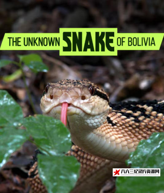 美国纪录片《玻利维亚的未知之蛇 The Unknown Snake of Bolivia》高清下载-八六三纪录片资源网